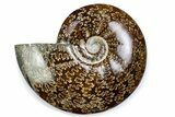 Polished Ammonite (Cleoniceras) Fossil - Madagascar #375948-1